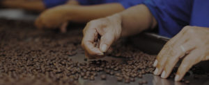 Inspecting coffee beans