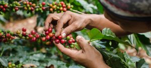 person picking coffee beans